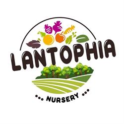 Lantophia Nursery