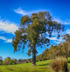 Balingup Golden Valley Tree Park