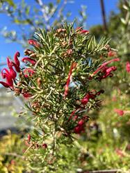 Kilcoy’s Garden Centre, Irrigation & Landscape Supplies