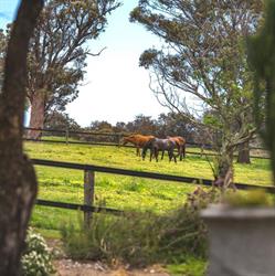 Limerick Park Training and Agistment