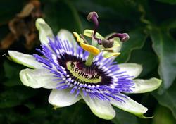 Maleny Natural Therapies