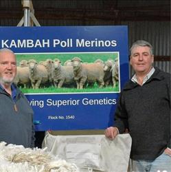 Kambah Poll Merinos