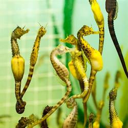 Seahorse World