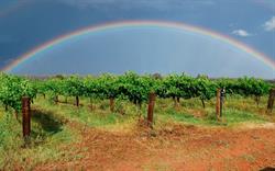 Whistling Kite Wines
