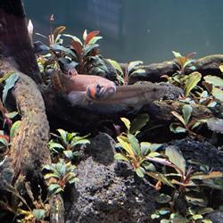 Arcy Aquariums