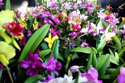 OrchidsRus