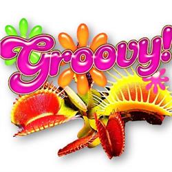 The Groovy Plant Place