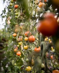 Gardners Bay Farm