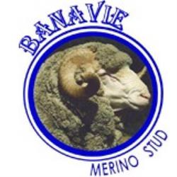 Banavie Merino Stud