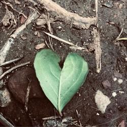 Heartwood Massage Daylesford