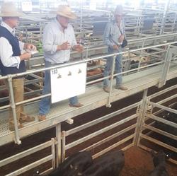 Ian Morgan Livestock