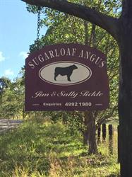 Sugarloaf Angus