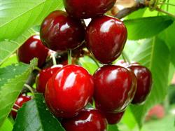 Platinum Ridge Cherries