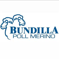 Bundilla Poll Merinos