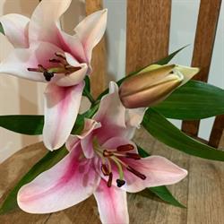 Authentic Flowers & Creations