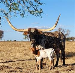 Horseshoe B Longhorns