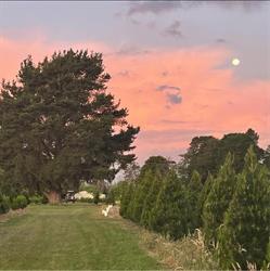 Whispering pines Christmas tree farm, Tyabb