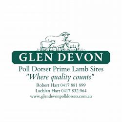 Glen Devon Poll Dorsets