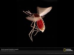 Buzzoff