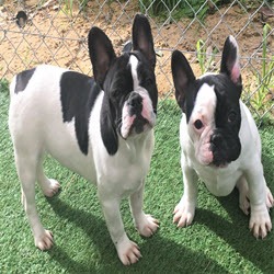 Tralinka French Bulldogs