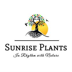 Sunrise Plants