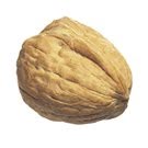 Acorn Photo