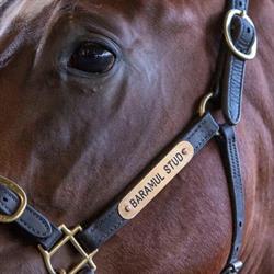 Baramul Stud
