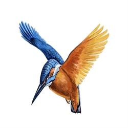 Kingfisher Eclipse