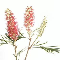 The Illawarra Grevillea Park Botanic Garden