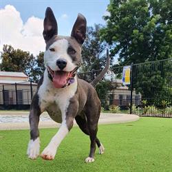 Townsville Pet Resort