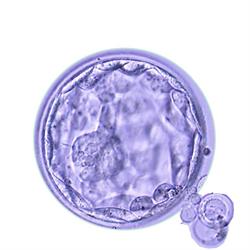 Compass Fertility Clinic