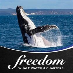 Freedom Whale Watch Ecotours and Dive Charters