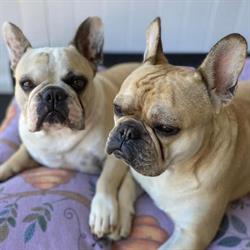 Rumpole and Mowgli