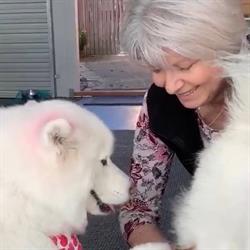 Curly Tails Bowen and Animal Therapy