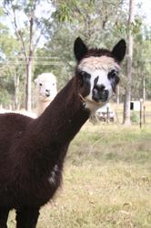 Alpaca Farms