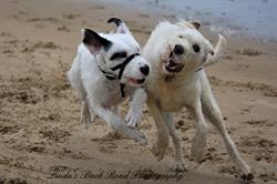 Inverlock Dog Beach