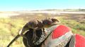 Fauna Surveys