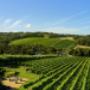 Happy Sips Wine Tours