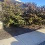 Arborists Canberra