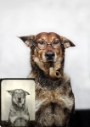 pet photo restoration