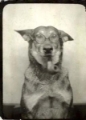 Pet Photo Restoration