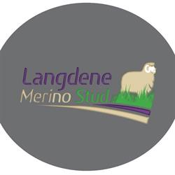 Langdene Marino Stud