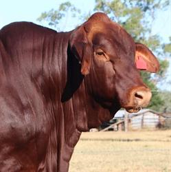 Jarrah Genetics