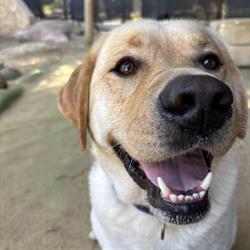 Margate Country Dog Boarding Resort