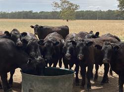 AusFarm Nutrition Products