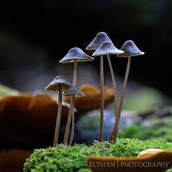 Cradle Mountain Wilderness Gallery