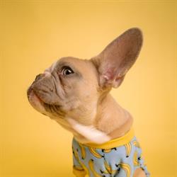 Coastal Audiology
