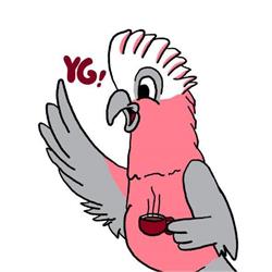 You Galah