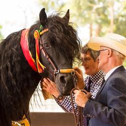 Black Diamond Park Andalusian Stud