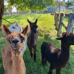 Flagrock Farmstay